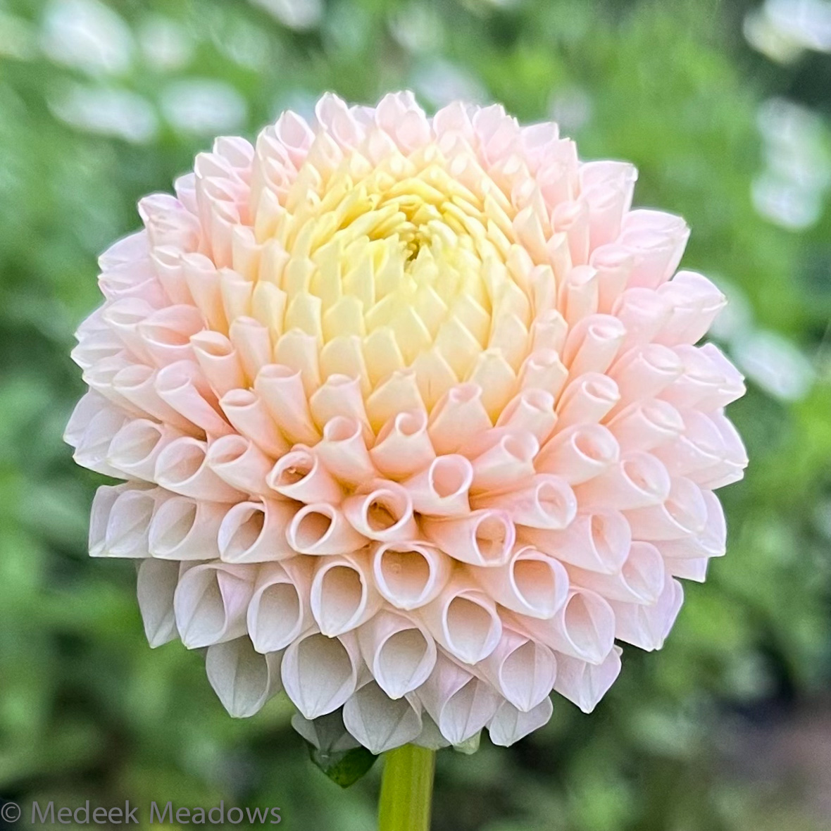 Dahlia Irish D Porter Medeek Meadows Dahlia Farm