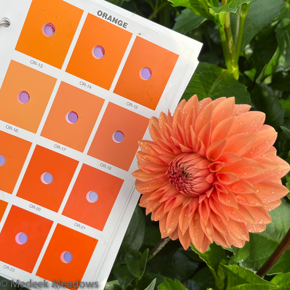 Dahlia Rossendale Peach Medeek Meadows Dahlia Farm