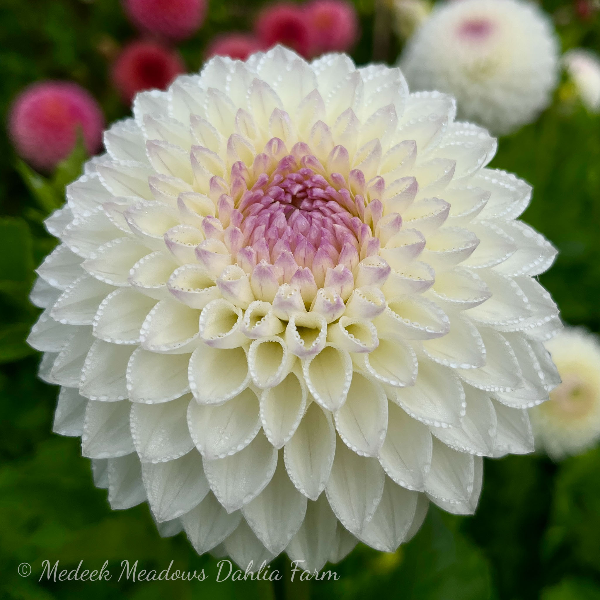 Dahlia-Skelmersdale-Jayne-5.jpg