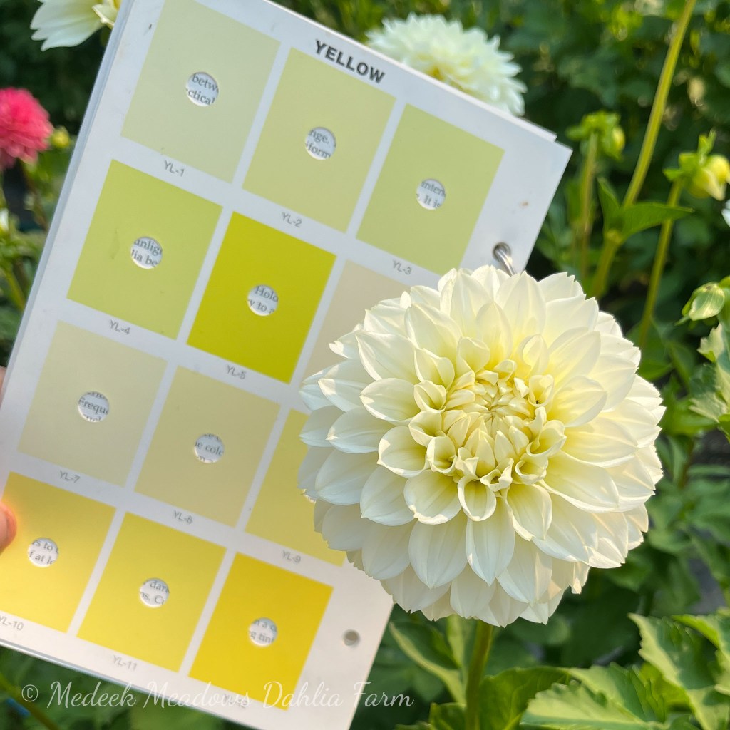 Dahlia Skeena Glow Girl