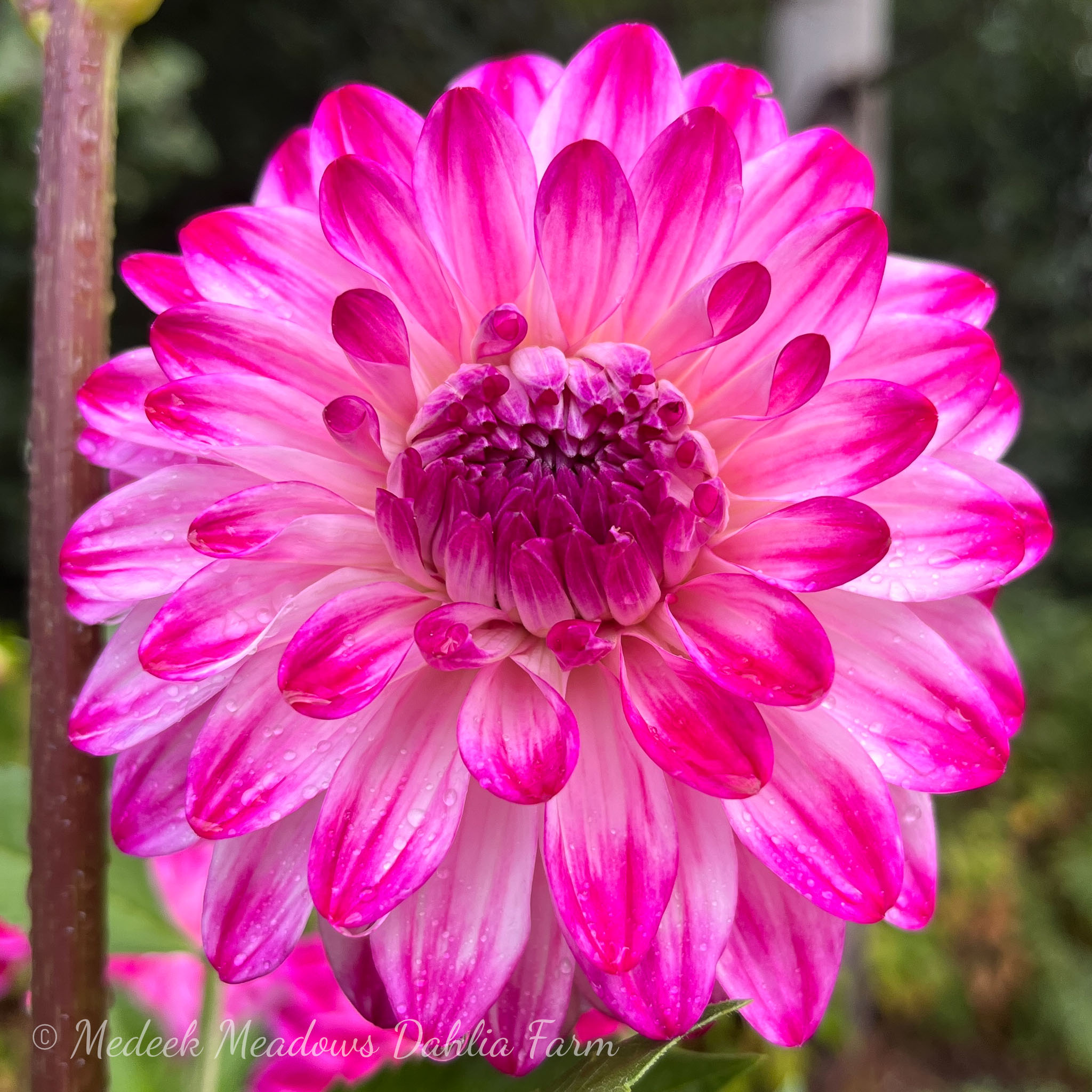 Dahlia-Skeena-Jimi-5.jpg