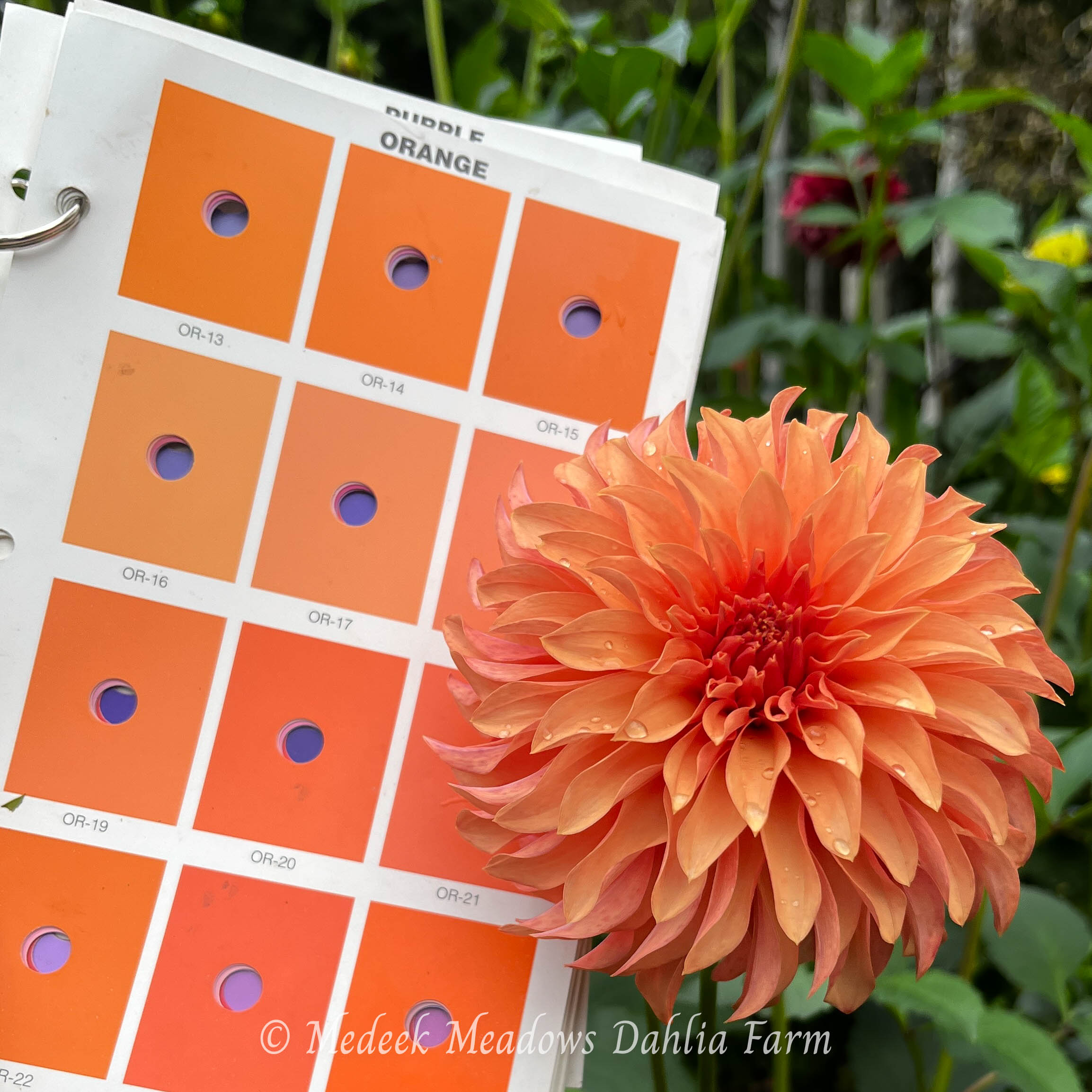 orange blossom　美品✨アナイ　バテンフウエンブロイダリ River's Can't Elope - New!!! - Medeek Meadows Dahlia Farm