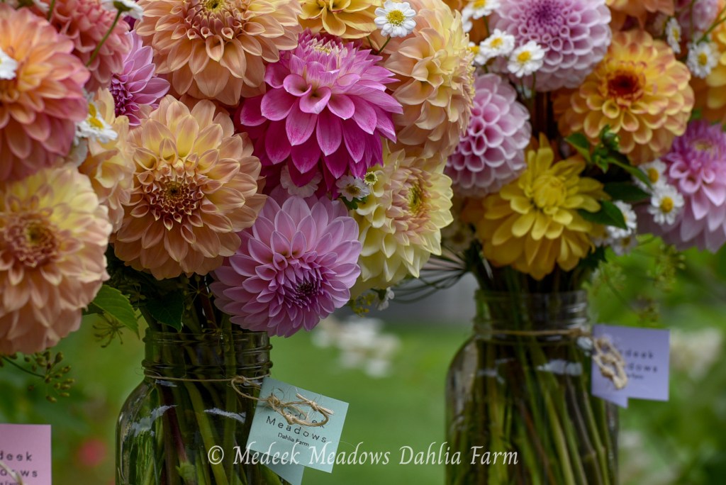 Dahlia Bouquets