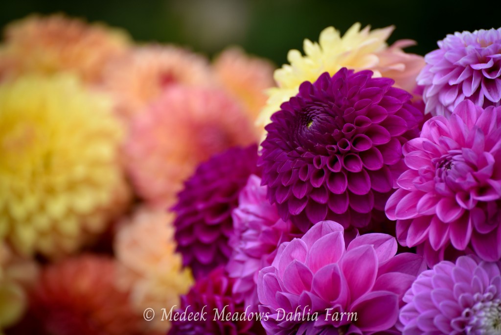 Dahlia Bouquet