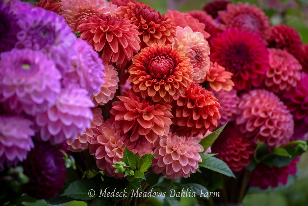 Dahlia Bouquet
