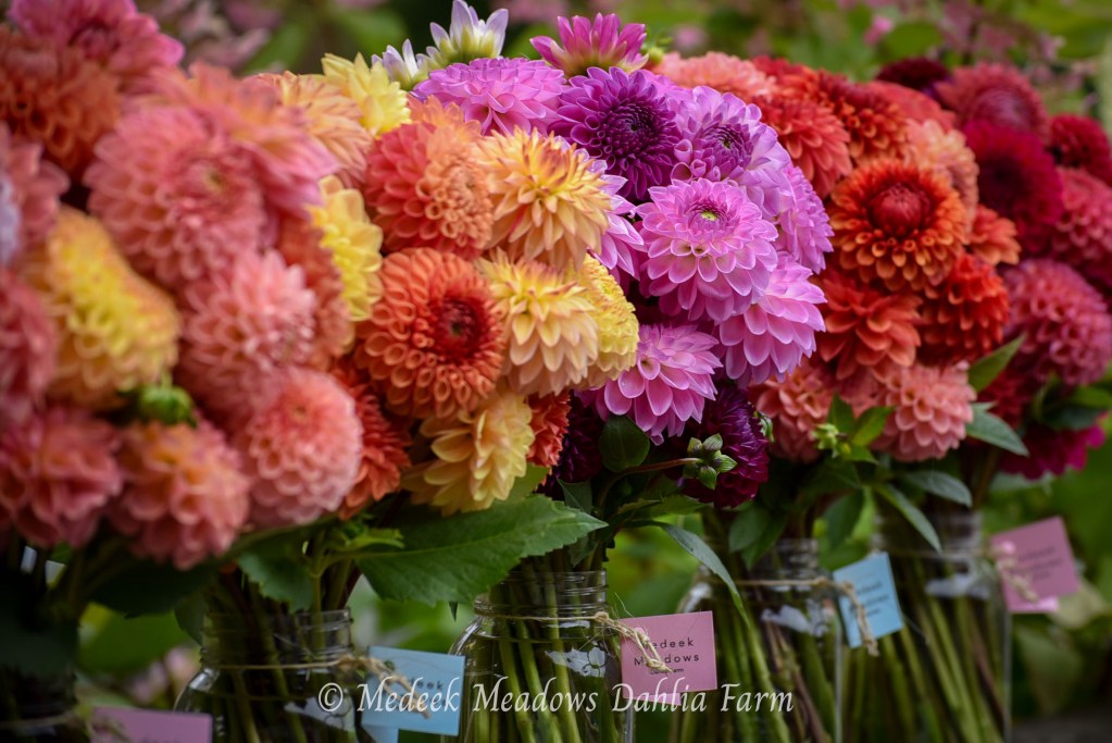Dahlia Bouquet