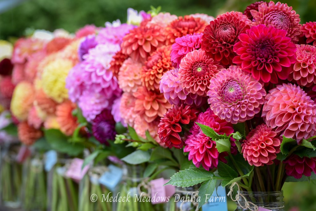 Dahlia Bouquet