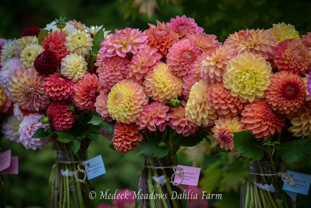 Dahlia Bouquet